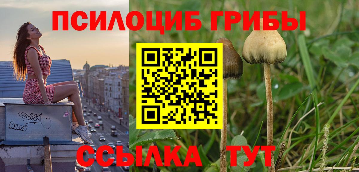 Кызыл  Галлюциногенные грибы Psilocybine cubensis  Вход с VPN 